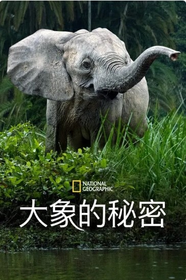 Secrets of the Elephants 第一季 2023